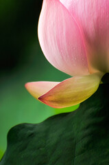 Blossoming lotus flower