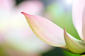 Blossoming lotus flower