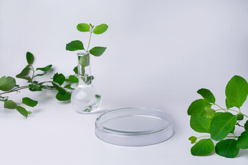 Green plants in laboratory equipment on grey background