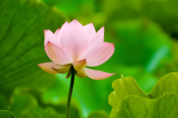 Obraz premium Blossoming lotus flower