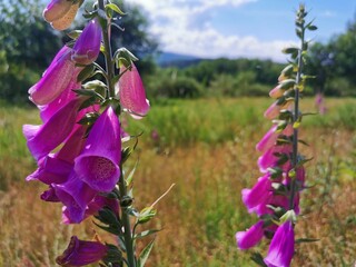 Die Pflanze Fingerhut aus der Familie der Wegerichgewächse