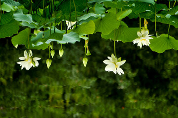 Blossoming lotus flower