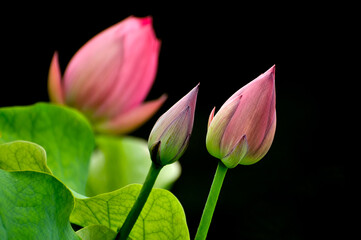 Obraz premium Blossoming lotus flower