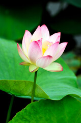 Obraz premium Blossoming lotus flower