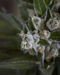 Fresh harvested untrimmed cannabis buds close up with a light white background