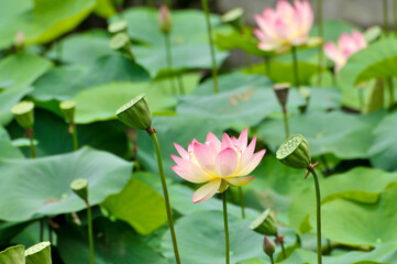 Blossoming lotus flower