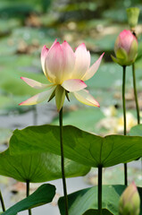 Obraz premium Blossoming lotus flower