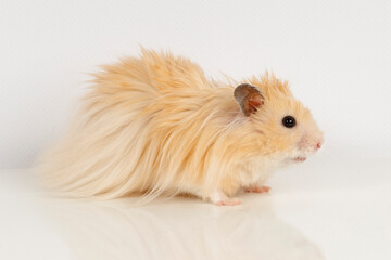 fluffy Syrian hamster on a light background