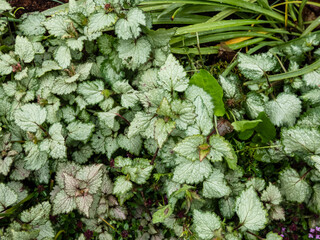 Spotted dead-nettle (Lamium maculatum). Low-growing, carpet of heart-shaped, silvery green leaves...