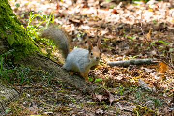 Squirrel close-up among autumn foliage in the forest