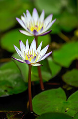 Blossoming waterlily flower in pond