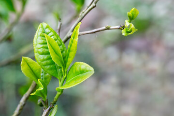 Fototapeta na wymiar Closeup, Top of Green tea leaf in the morning, tea plantation, blurred background.