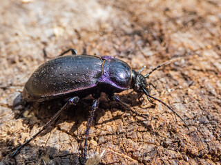 Macro of the Bronze ground beetle or bronze carabid (Carabus nemoralis) - a large, black ground beetle with coppery sheen and the edges of its elytra iridescent purple