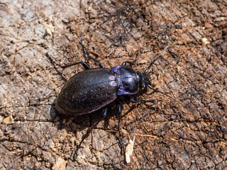 Macro of the Bronze ground beetle or bronze carabid (Carabus nemoralis) - a large, black ground beetle with coppery sheen and the edges of its elytra iridescent purple