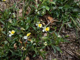 Macro shot of the small, low-growing European field pansy (Viola arvensis) flowering in grassland or meadow in sunlight in summer
