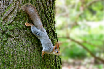 Squirrel close-up among autumn foliage in the forest
