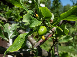 Macro shot of small, green, unripe fruit of the cherry plum and myrobalan plum (Prunus cerasifera) tree starting to mature in early summer in the garden