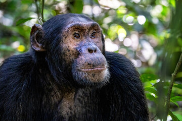 Adult chimpanzee, pan troglodytes, in the tropical rainforest of Kibale National Park, western Uganda. The park conservation programme means that some troupes are habituated.