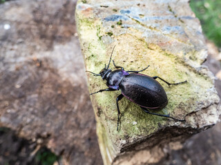 Macro of the Bronze ground beetle or bronze carabid (Carabus nemoralis) - a large, black ground beetle with coppery sheen and the edges of its elytra iridescent purple