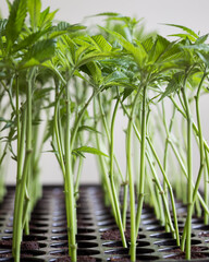 Cannabis seedlings and clones in the tray with a black background