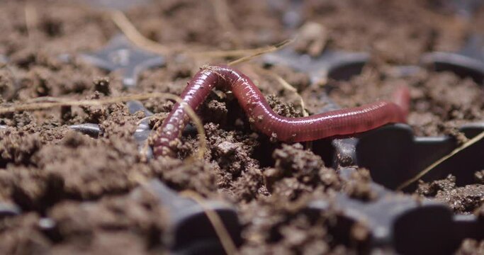 The earthworm gets into the soil. Close-up shot.