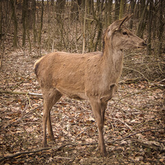 A doe standing in a small grove in early spring. - obrazy, fototapety, plakaty