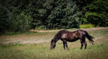 A farm horse grazing in a summer meadow. © Adam