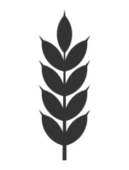 Barley ear symbol grain vector icon