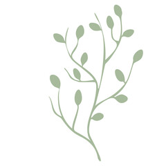 Olive Branch Leaves vector isolated from the background Leaves different shapes in modern flat style