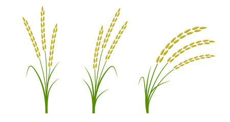 Rice field plant vector illustration