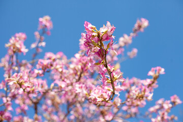 Pink tree flowers blooming with blue sky as background. spring pink blossoms in clear blue sky