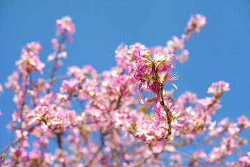 Pink tree flowers blooming with blue sky as background. spring pink blossoms in clear blue sky