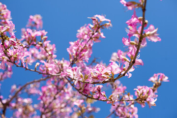 Pink tree flowers blooming with blue sky as background. spring pink blossoms in clear blue sky