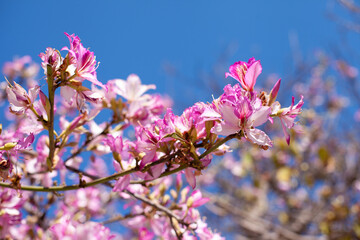 Pink tree flowers blooming with blue sky as background. spring pink blossoms in clear blue sky