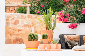 Decorative cacti of various types and sizes in clay neat pots, small cushions and bougainvillea in...