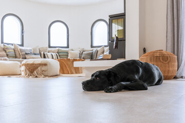 Young black labrador resting on the cool floor of Mediterranean villa living room, sofa with...