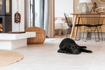 Black pedigreed Labrador dog is resting on the white cool floor of an elegant Mediterranean-style island villa