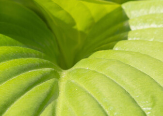 A green leaf of a tropical plant in close-up for a soft background. Close-up of a green leaf with a natural pattern in daylight. Green natural textured background