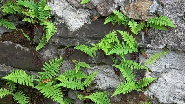 Close up of old stone wall with wild fern, Polypodiopsida or Polypodiophyta.