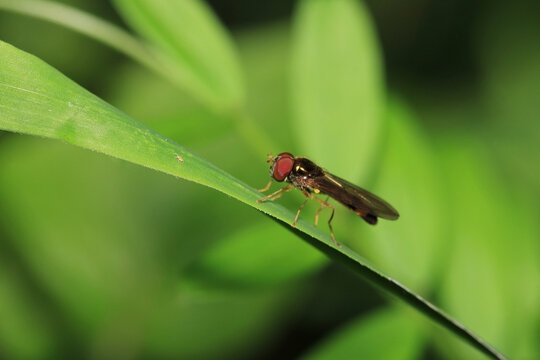 natural allograpta insect macro photo