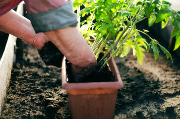 Middle-aged woman planting tomato seedlings in a greenhouse