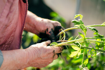 Middle-aged woman planting tomato seedlings in a greenhouse