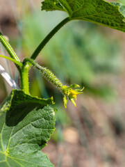 A cucumber flower bud with a small gherkin embryo in the garden, close-up. A small young cucumber with a flower grows on a branch. The beginning of the growth of cucumber fruits