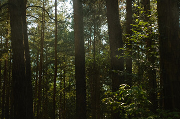 Sunlight breaks through the trunks of pine trees in the shade in a coniferous forest