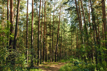 Pine trunks in the green thicket of a coniferous forest illuminated by sunlight