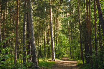 The trunk of a pine tree is illuminated by the summer sun in the middle of a green pine forest and a path nearby