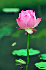 Blossoming lotus flower