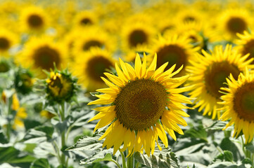 Fototapeta premium campo de girasoles