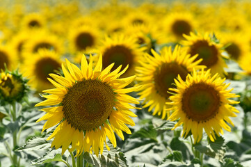 Fototapeta premium campo de girasoles