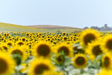 campo de girasoles